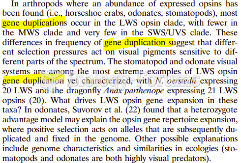 Gene Duplication