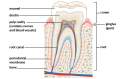 Chewing & Swallowing: Food Processing Begins