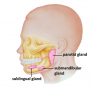 Salivary glands