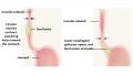 Formation of a bolus