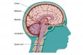 The medulla and the midbrain are largely developed at birth