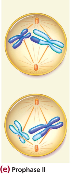 Prophase II