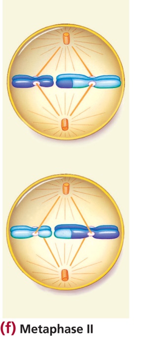 Metaphase II