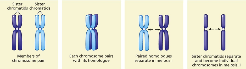 Summary of chromosome movements in meiosis