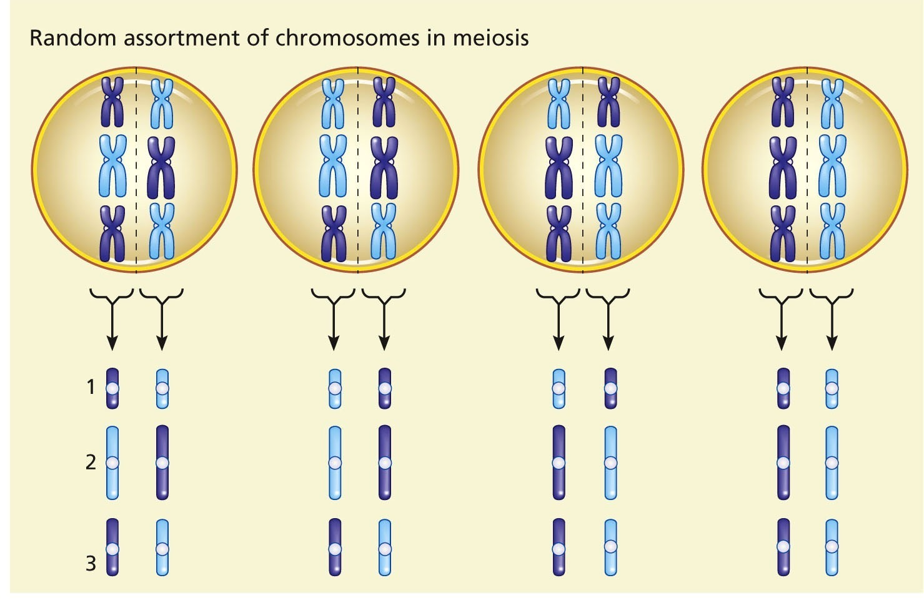 ) Random assortment of maternal (blue) and paternal (purple) chromosomes at metaphase