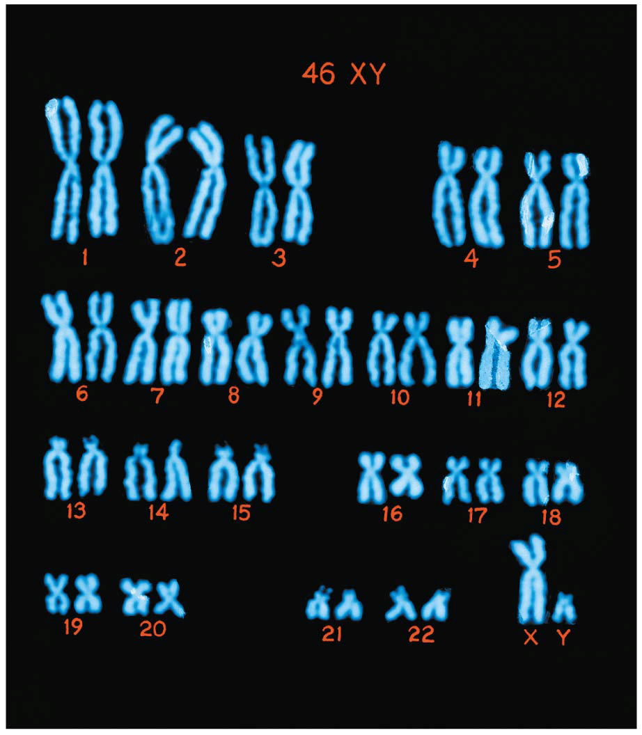 A colorized image of the human male chromosome set