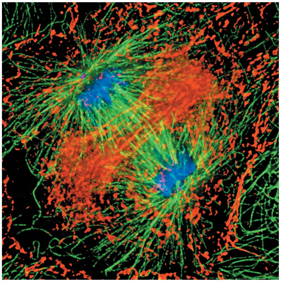 A late stage in mitosis after the chromosomes (stained blue) have separated