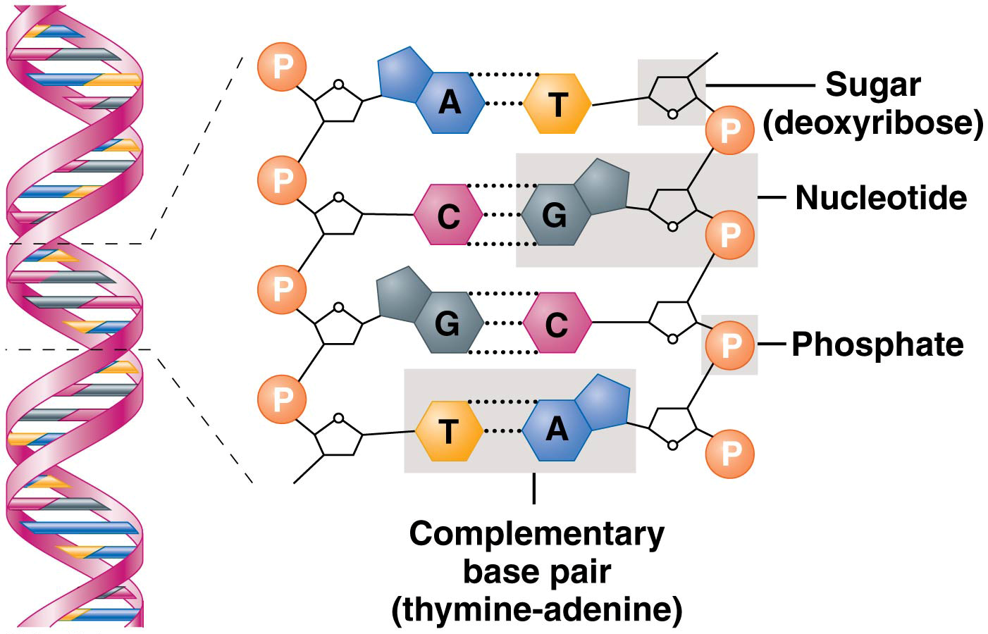 Summary of the structure of DNA