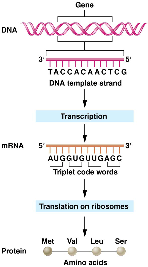 Gene expression consists of transcription of DNA into mRNA