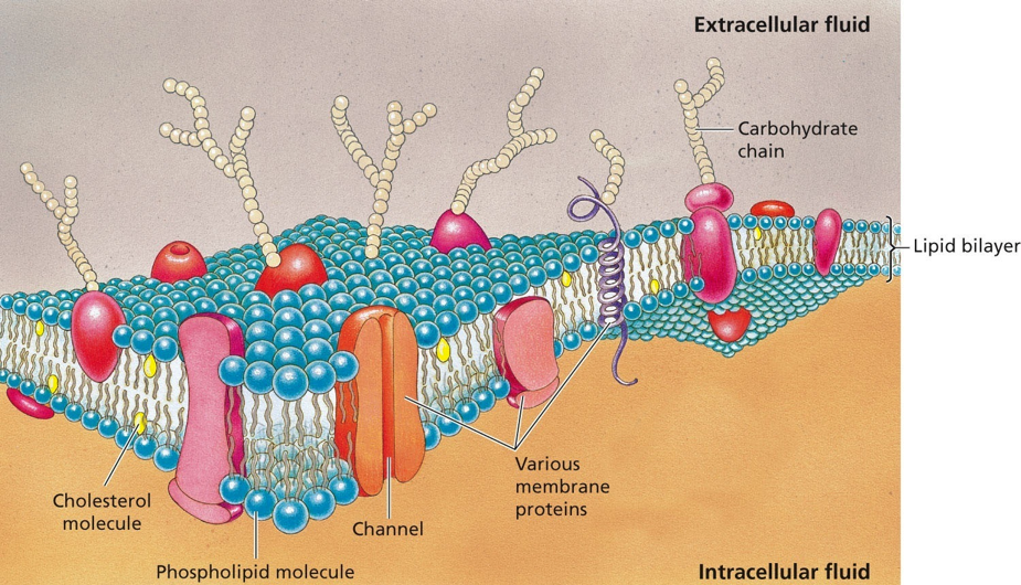 The plasma membrane