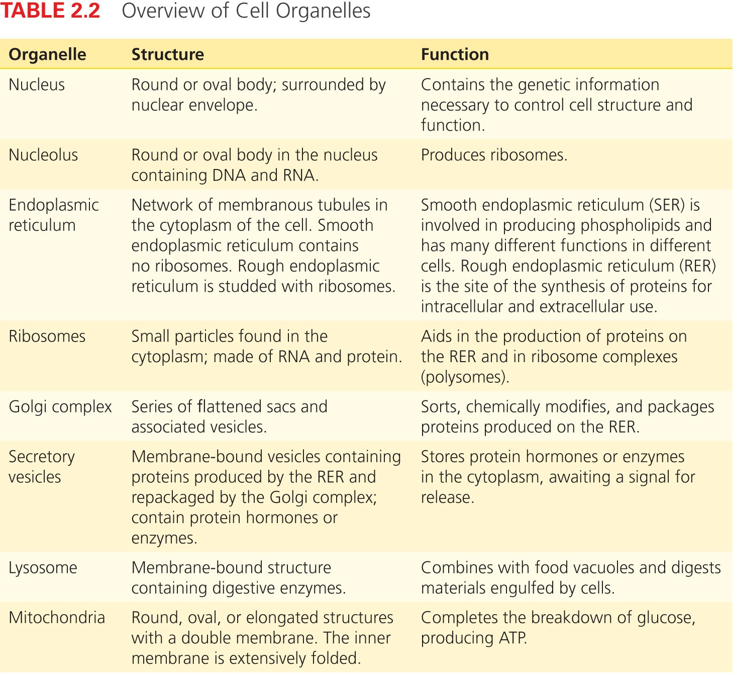 Overview of Cell Organelles