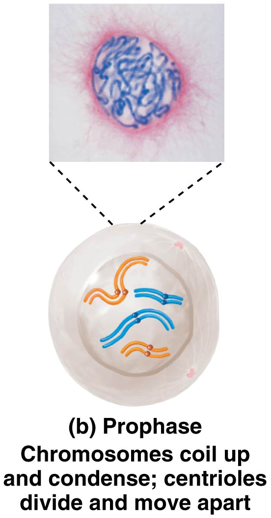 Prophase Chromosomes coil up and condense; centrioles divide and move apart