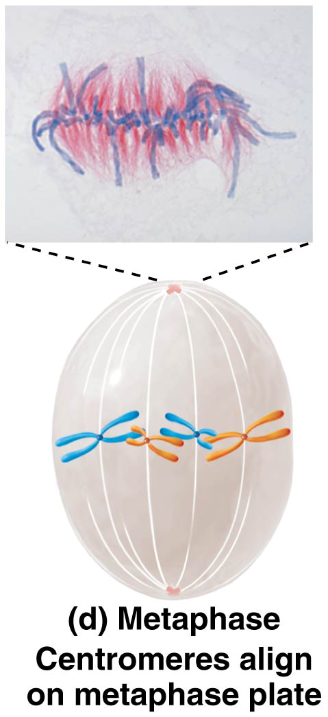 Metaphase Centromeres align on metaphase plate