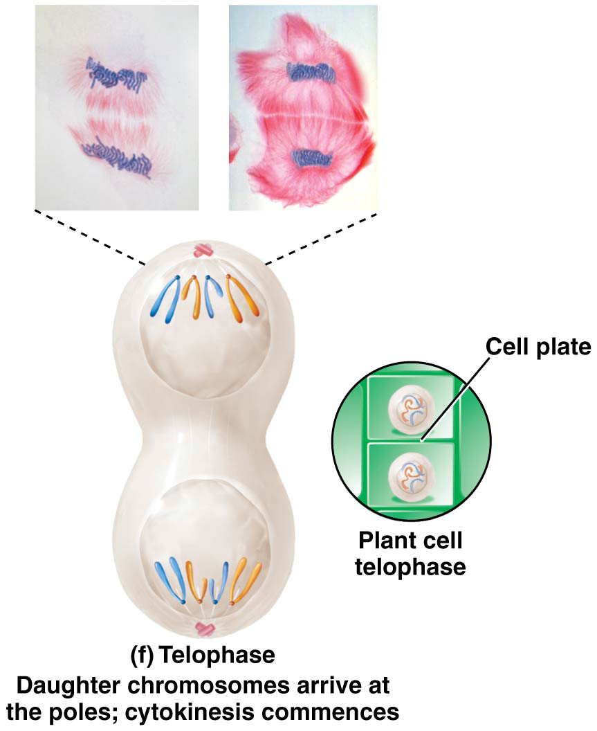 Telophase Daughter chromosomes arrive at the poles; cytokinesis commences