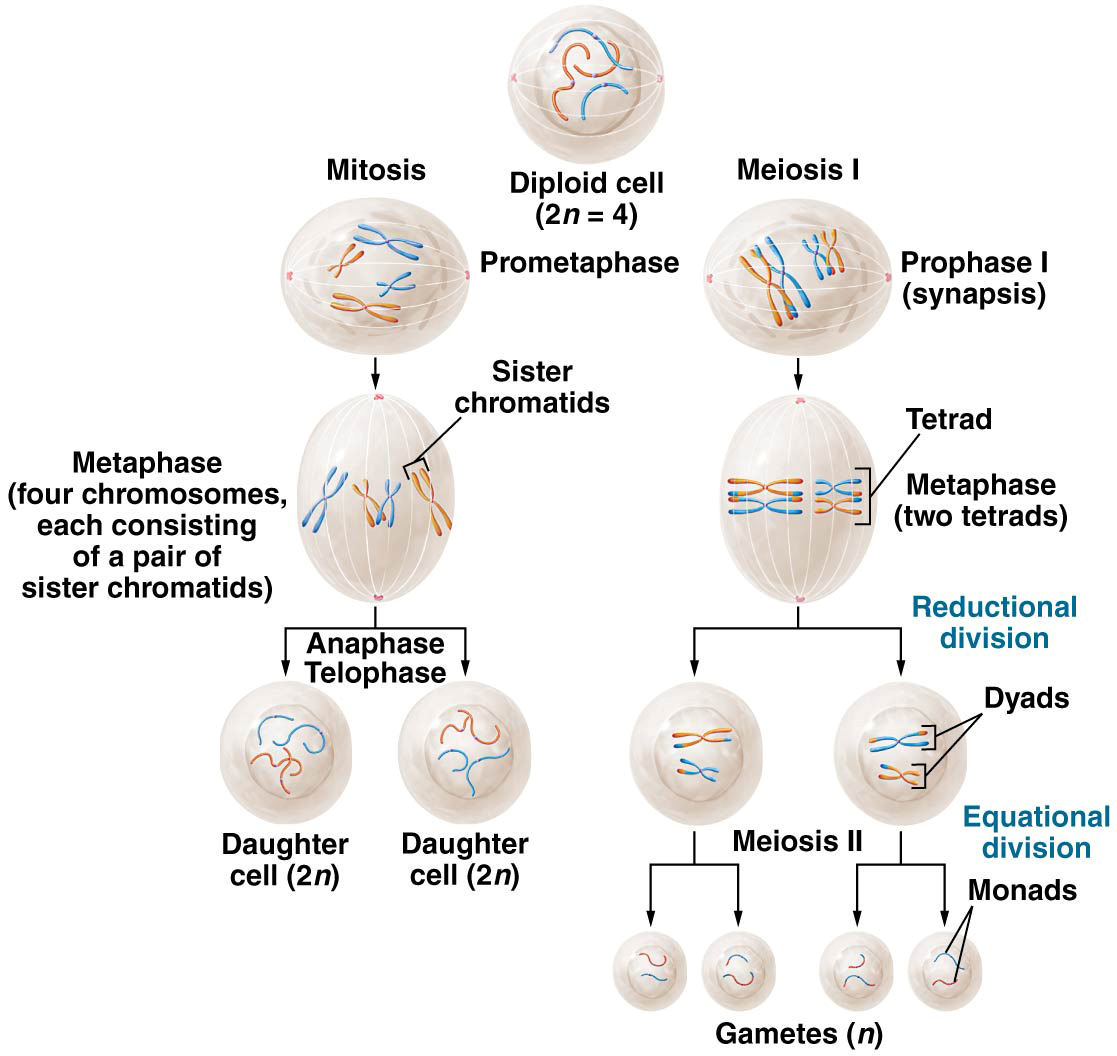 Overview of the major events and outcomes of mitosis and meiosis