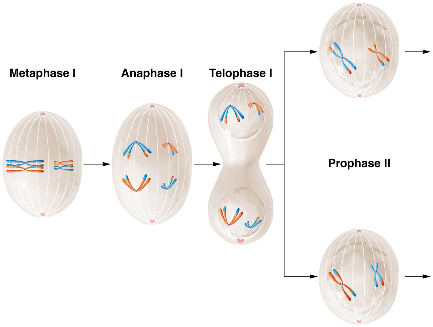 The major events in meiosis in an animal cell