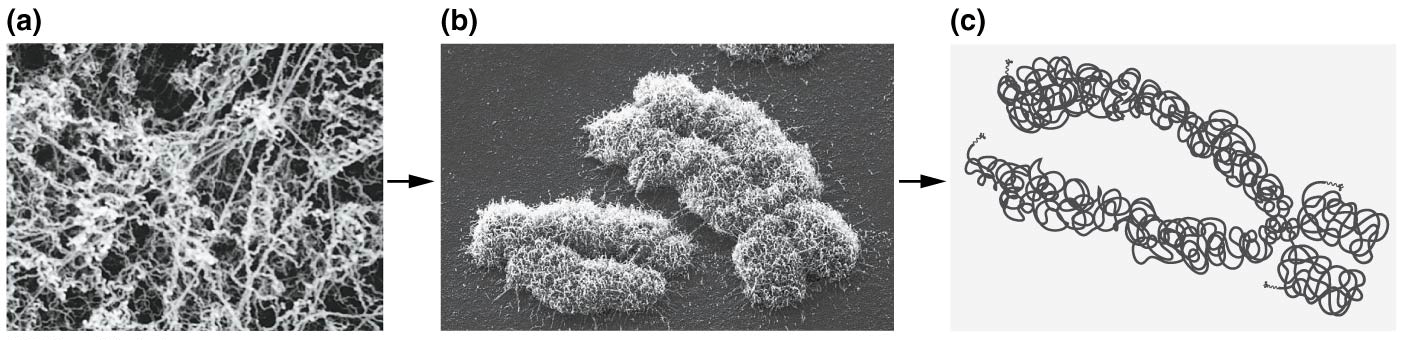 Comparison of the chromatin fibers with metaphase chromosomes