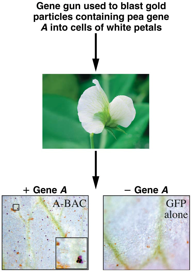 Gene gun used to blast gold particles containing pea gene A into cells of white petals