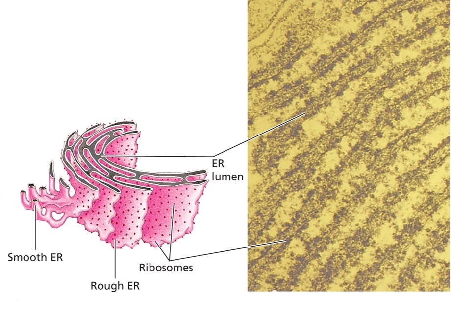 Endoplasmic reticulum (ER)