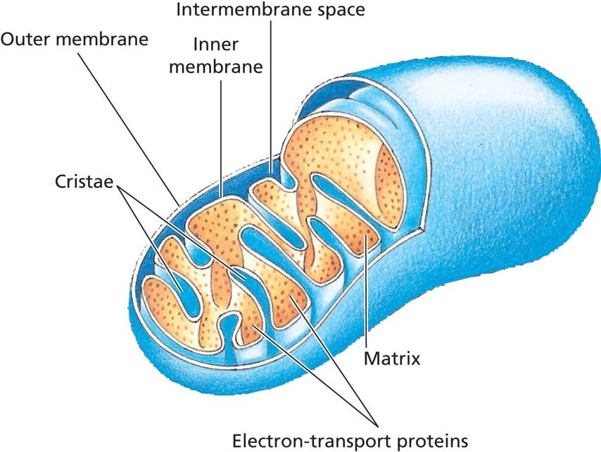 The infolded inner membrane