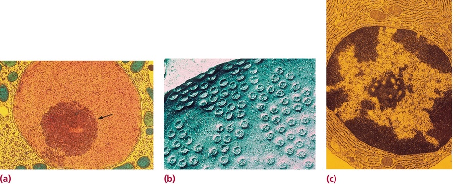 Nuclear envelope