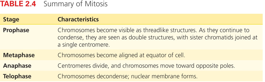 Summary of Mitosis  Stage