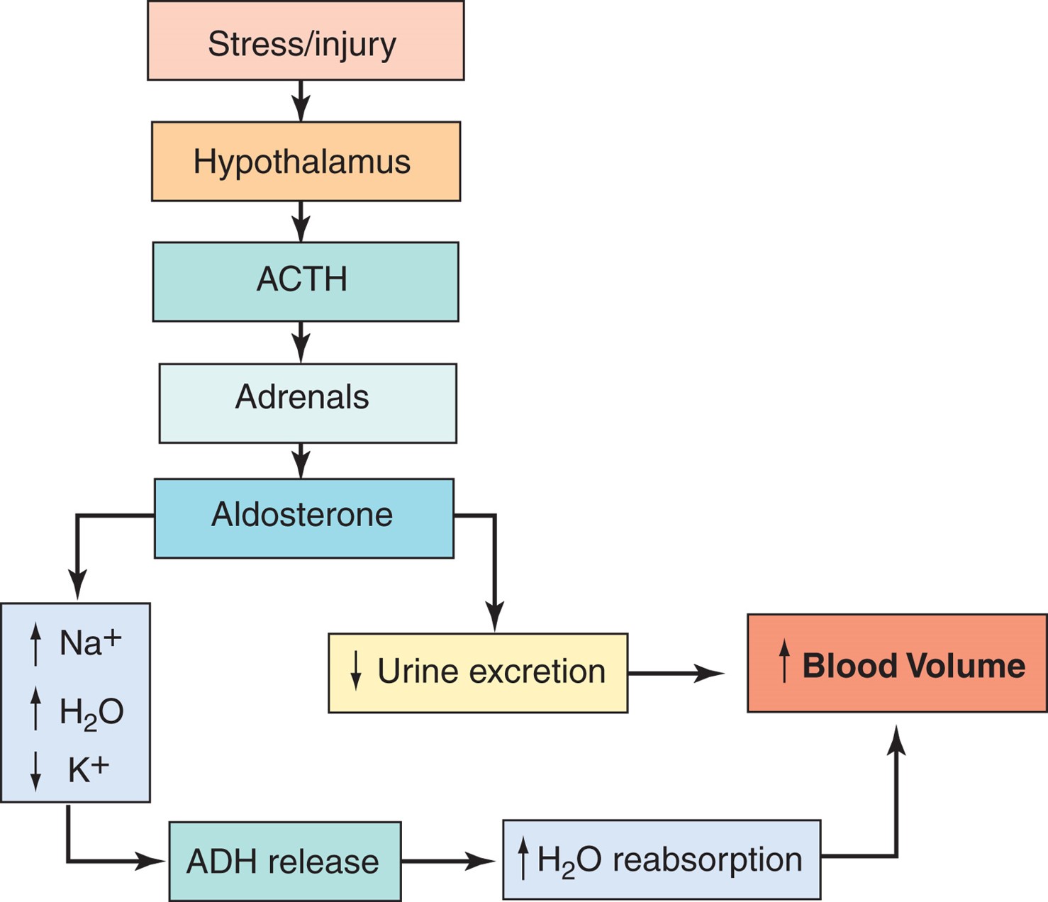 ACTH, aldosterone, and ADH release.