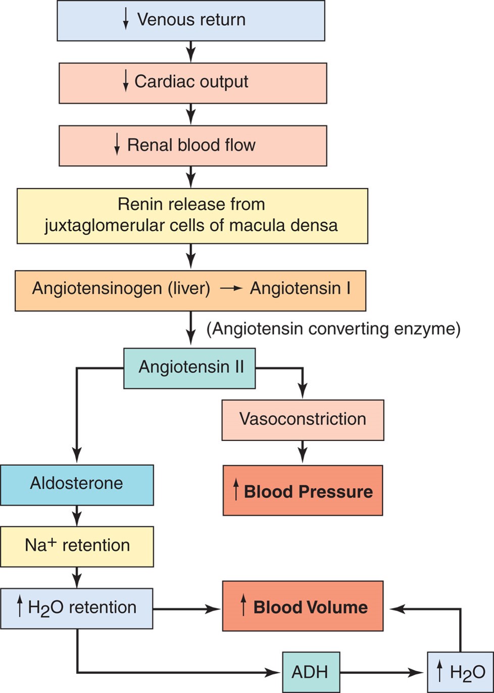 Renin-angiotensin-aldosterone system.