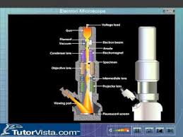 Electron Microscope