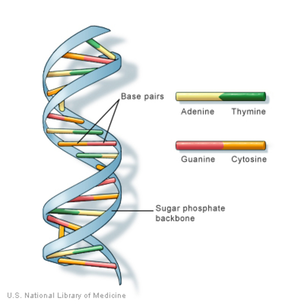 DNA