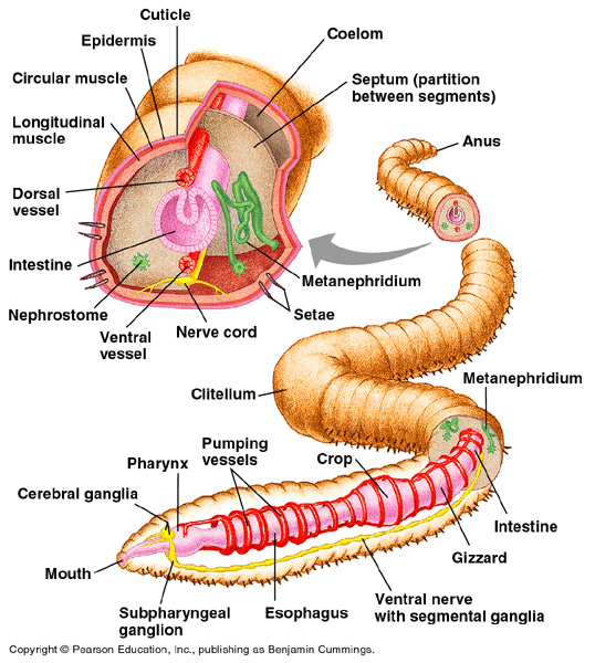 worm anatomy