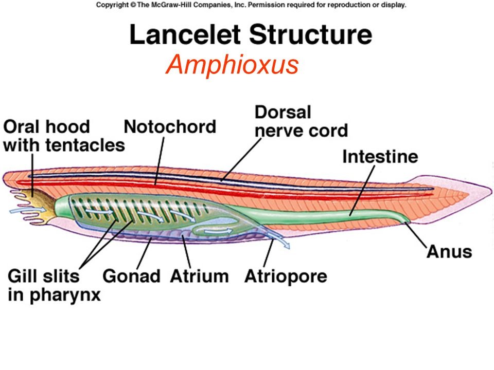 lancelet