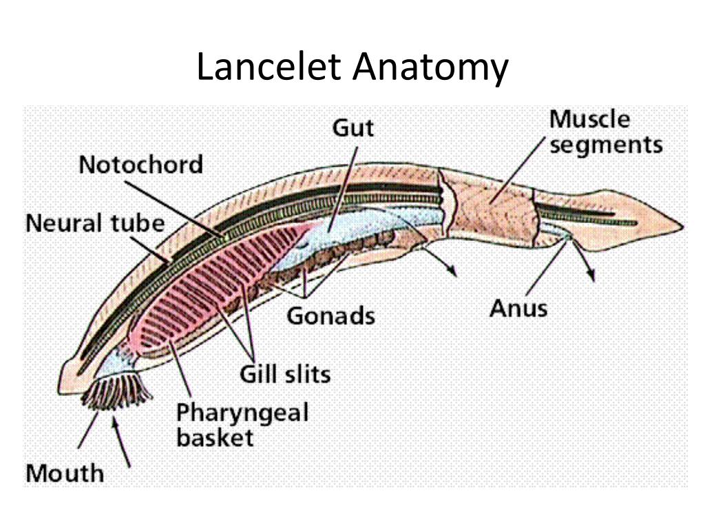 lancelet