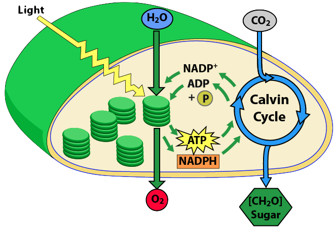 photosynthesis