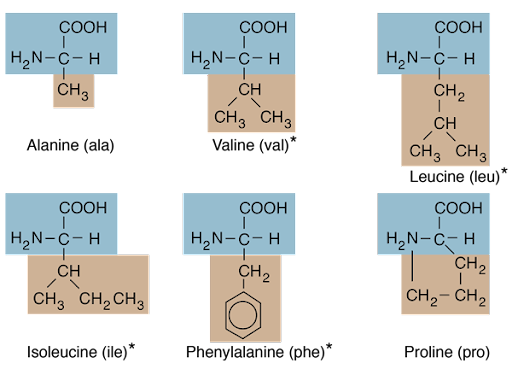 amino