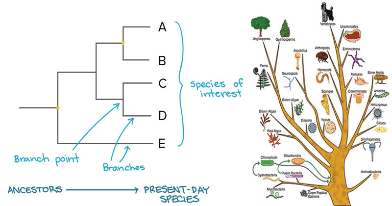 Phylogenetic tree