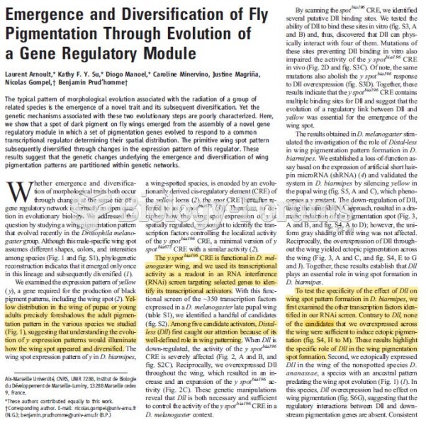 What is the contribution of  studying wing spot in the field?