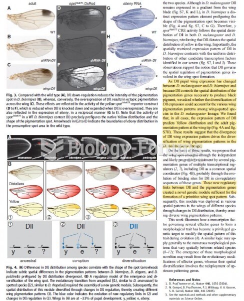 What is the contribution of  studying wing spot in the field?