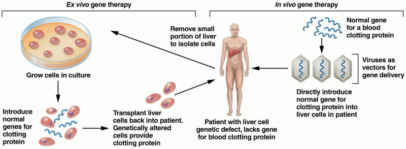 Ex vivo and in vivo gene therapy for a patient with a liver disorder