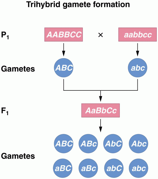 Formation of P1 and F1 gametes in a trihybrid