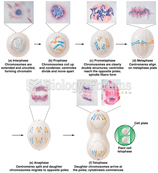 Drawings depicting mitosis in an animal cell with a diploid number of 4