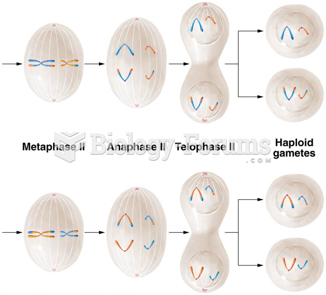 The major events in meiosis in an animal cell with metaphase