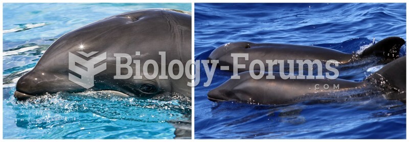 Wholphin Collage