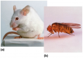 The first generation of model organisms in genetic analysis