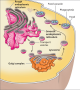 The relationship between the Golgi complex and lysosomes