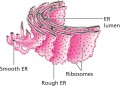 Three-dimensional representation of the endoplasmic reticulum (ER)