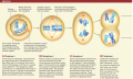 The stages of meiosis