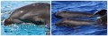 Wholphin Collage