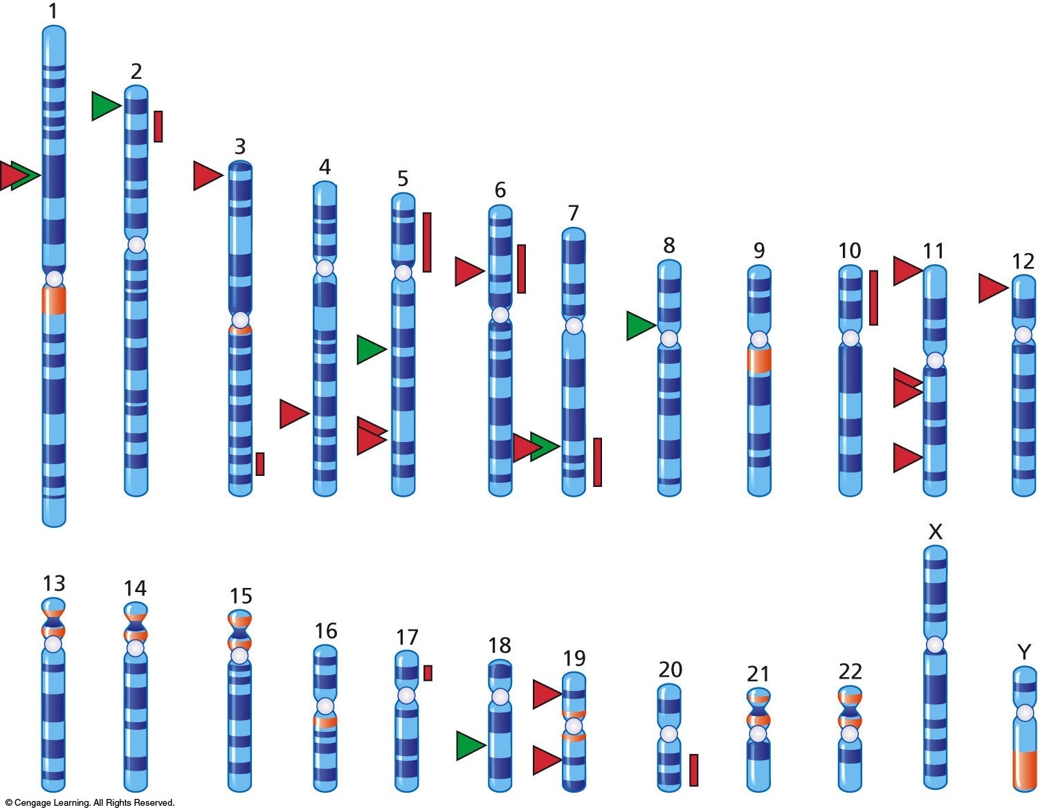 Some obesity genes in the human genome. The green triangles represent single genes in which obesity 