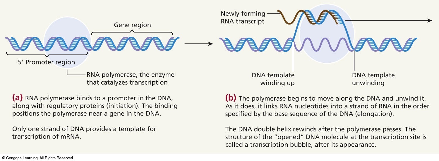 Transcription of a gene (Part 1)